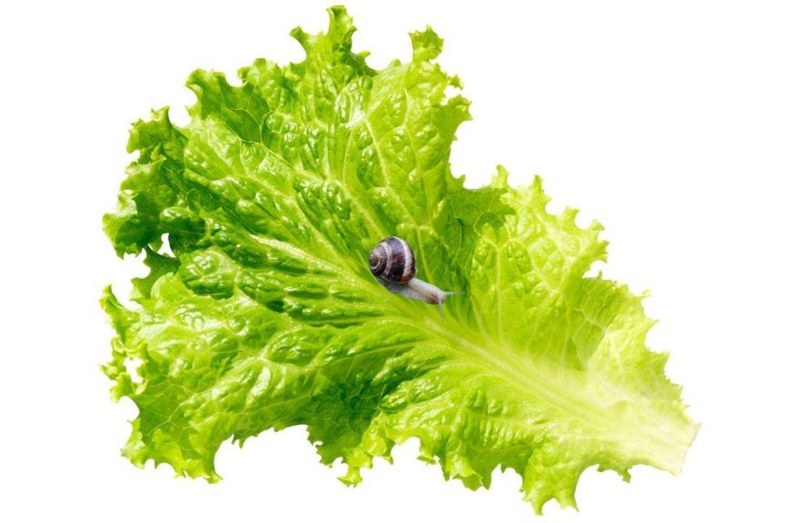 Verme causador da meningite pode estar na salada, saiba mais: